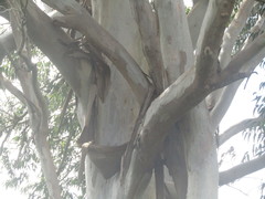 Eucalypteae