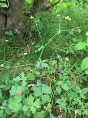 Ranunculus occidentalis