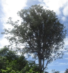 Eucalypteae