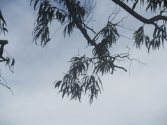 Eucalypteae