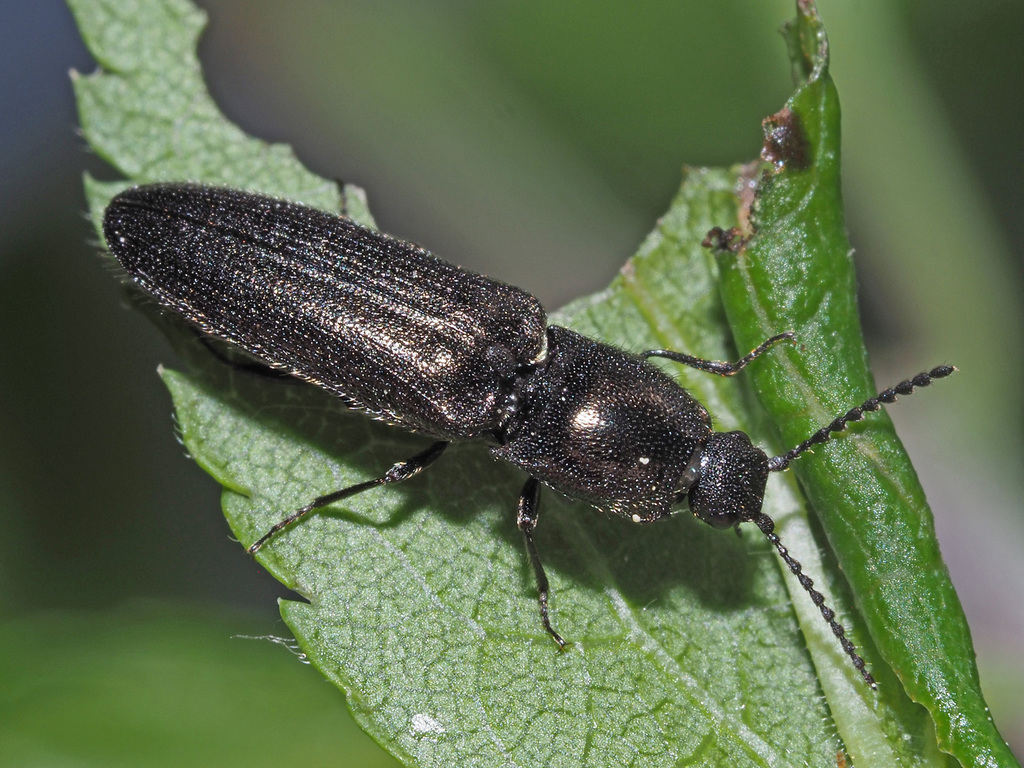Limonius minutus