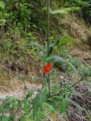 Smallanthus oaxacanus