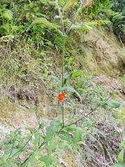 Smallanthus oaxacanus