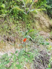 Smallanthus oaxacanus