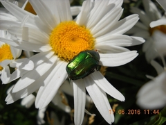 Cetonia aurata aurata