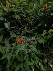 Smallanthus oaxacanus