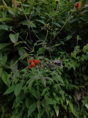 Smallanthus oaxacanus