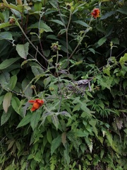 Smallanthus oaxacanus