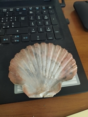 Pecten jacobaeus