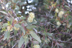 Eucalyptus occidentalis