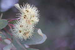 Eucalyptus occidentalis