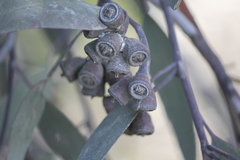 Eucalyptus occidentalis