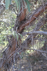 Eucalyptus occidentalis