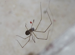 Physocyclus globosus