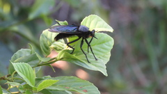 Microstylum oberthurii