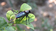 Microstylum oberthurii