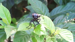 Microstylum oberthurii