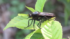 Microstylum oberthurii