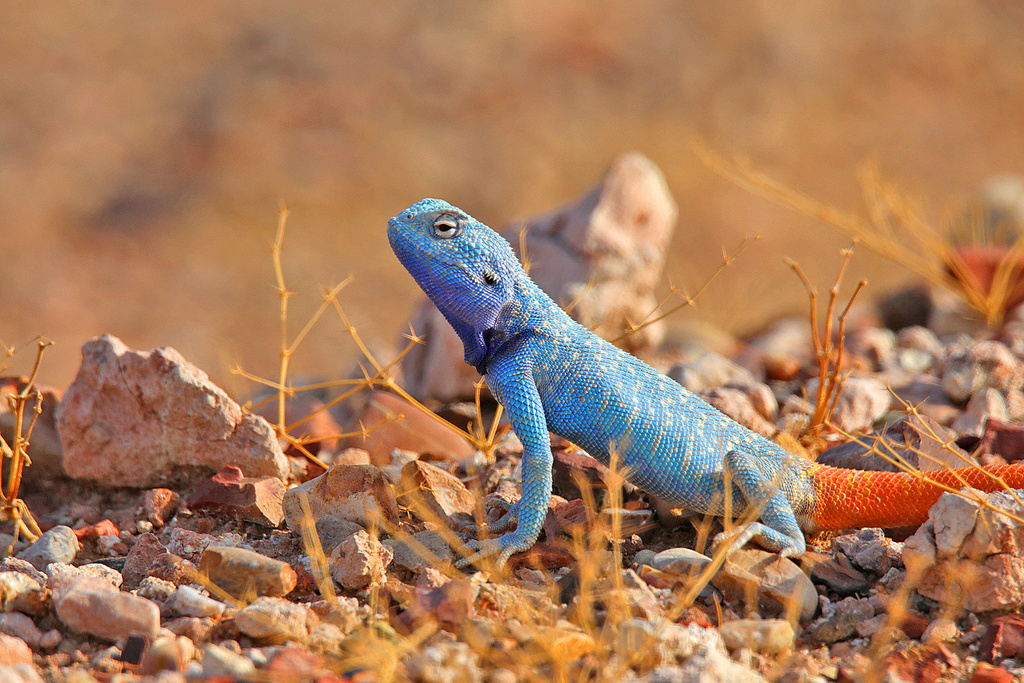 Yellow spotted Agama From A Sharqiyah Sands Ash Sharqiyah OM On July yellow-spotted-agama-from-a-sharqiyah-sands-ash-sharqiyah-om-on-july