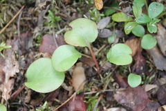 Pyrola rotundifolia