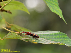 Baryrhynchus poweri