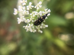 Hoshihananomia octopunctata