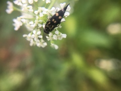 Hoshihananomia octopunctata