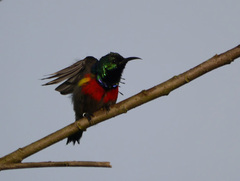 Cinnyris chloropygius