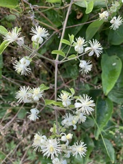 Clematis vitalba