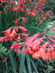 Crocosmia × crocosmiiflora