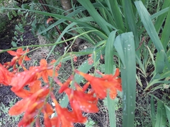 Crocosmia × crocosmiiflora