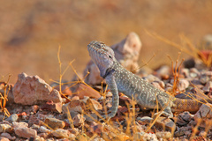 Trapelus flavimaculatus