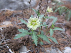 Chamaesaracha edwardsiana