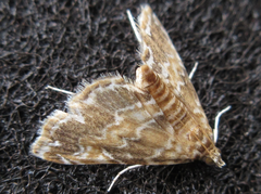 Elophila turbata