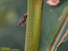 Sphenocorynes kosempoensis