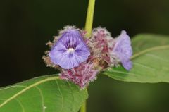 Neuracanthus sphaerostachyus