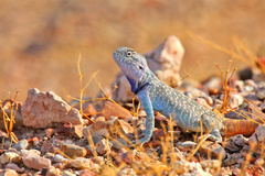 Trapelus flavimaculatus