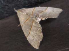 Gonepatica opalina