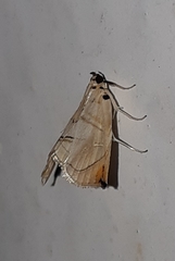 Trichophysetis hampsoni