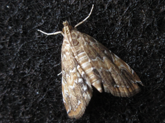 Elophila turbata