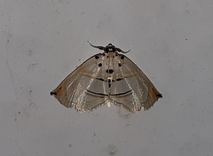 Trichophysetis hampsoni