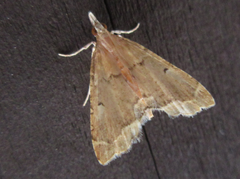 Trichophysetis cretacea