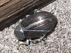 Heterotarsus carinula