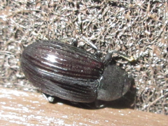 Heterotarsus carinula