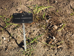 Thymus serpyllum serpyllum