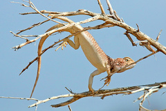 Trapelus flavimaculatus