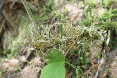Tuckermanopsis subalpina