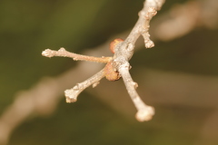 Disholcaspis perniciosa