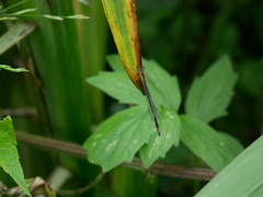 Ischnura elegans