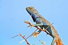 Trapelus flavimaculatus